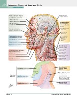 Frank H. Netter, MD - Atlas of Human Anatomy (6th ed ) 2014, page 19